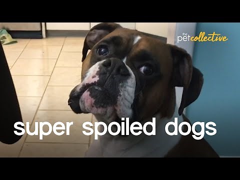The World's Most Spoiled Dogs