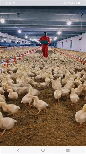 smart chicken farming tips| #shorts #farming