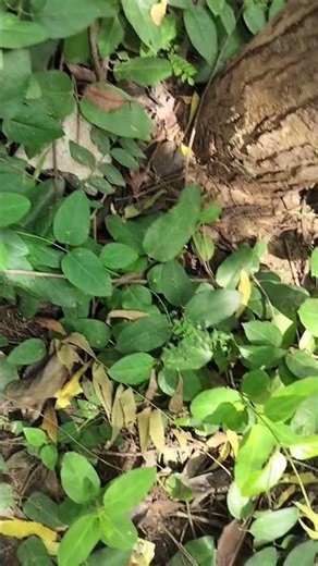 Vincetoxicum indicum, #vincetoxicumindicum, #indianipecac, #emeticswallowwort, #medicineplant,