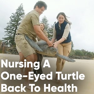 26K views · 441 reactions | Murtle the Turtle is recovered back to health!  | Discovery Channel UK | Facebook