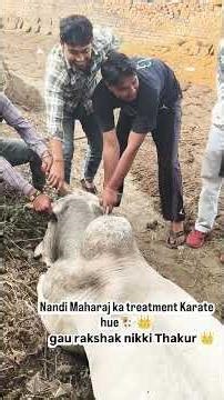 gau rakshak nikki Thakur 🐮👑