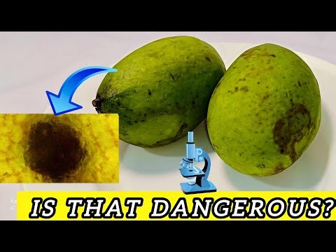 Mystery Investigation on Sap, Brown Spots and Eternal Green on the Skin of the Kweni Fruit