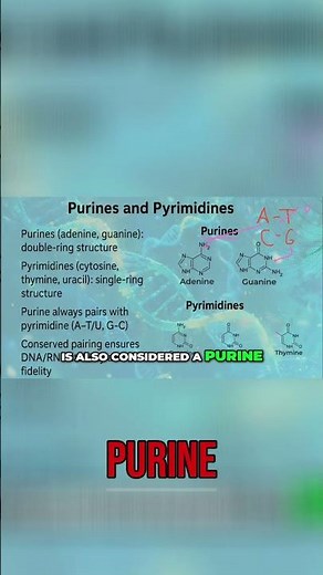 Purines & Pyrimidines: Adenine, Guanine & Cytosine