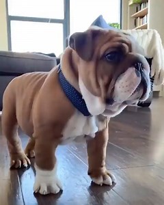 128K views · 5.2K reactions | Guard dog Babyloo heard a funny noise...