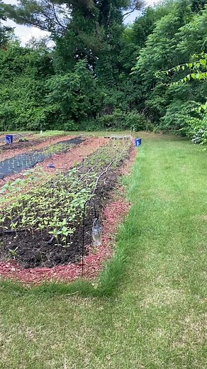 I remember the looks I got from people when I said I was going to start a flower farm. Most people didn’t understand until my vision started to come to life. Turns out it’s very hard, but so incredibly rewarding! We have doubled our growing space this season and are so pumped!!🌸 #growingcutflowers #farmtok #gardentok #flowerfarm #flowerfarmer #flowers #newhampshiregrown