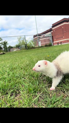 Outdoor Adventures with Ozzy the Ferret