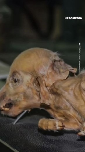 Due to years of radiation exposure, the wildlife around Chernobyl has mutated in disturbing ways. | The Enigma