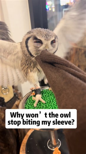 Experiencing Love from an Owl at Bangkok's Owl Cafe