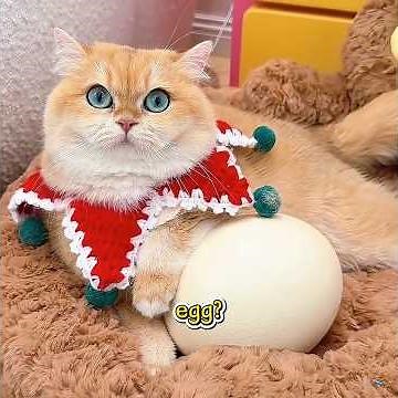 Have You Ever Seen a Cat That Hatches Eggs?#funny #pets #shuorts