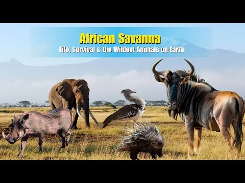African Savanna: Life, Survival & the Wildest Animals on Earth