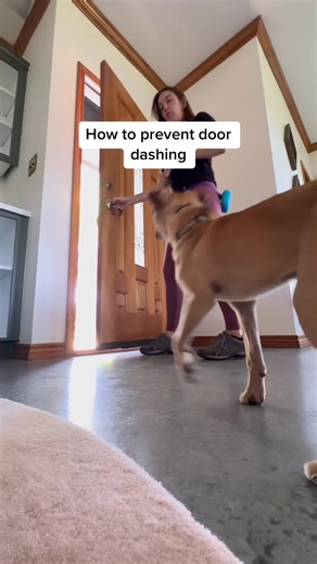 Prevent Door Dashing with Easy Dog Training Tips