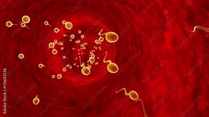 Competing spermatozoa. Movement of spermatozoa through the fallopian tubes. Sperm, fertilization. 3D animation. Available in high-resolution and several sizes to fit the needs of your project.
