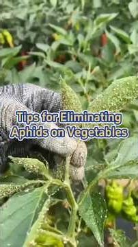 Tips for Eliminating aphids on vegetables #ecofriendly #aphids #pestsolutions #gardening tips g
