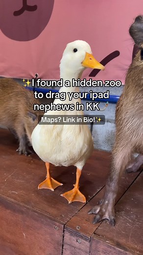 Petting Baby Capybara and Making Friends with Ducks at Kota Kinabalu Zoo