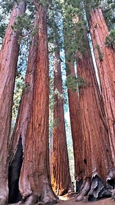 Sequoia National Park, California 🇺🇲 | Karla Castillo