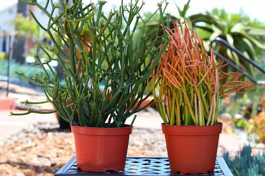 It's time for fire sticks to have warning labels — The Downey Patriot