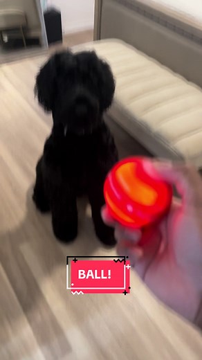 These balls are fun for your pup! #dogsoftiktok #tiktokshop #ball | Dog Ball