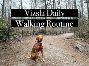 Vizsla Daily Walking Routine | Follow Along on a Day in the Life of Walking Willa