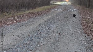 Skunk walks down a gravel road