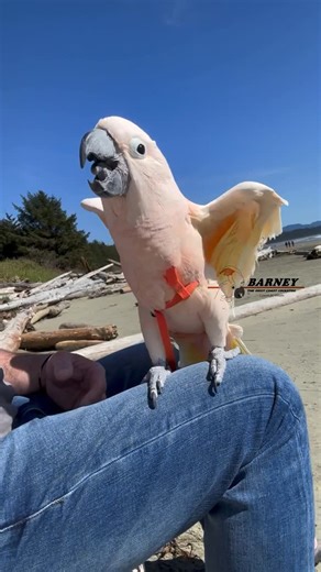 Barney the West Coast Cockatoo on Instagram: "A windy day at the beach 😃 #barneythewestcoastcockatoo"