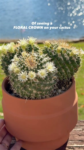 🌸 Among all flowering plants, cactus blooms stand apart. They flower rarely, sometimes just once a year or even less, making each bloom a remarkable event. Despite their tough, spiny exterior, cacti produce some of the most stunning and intricate flowers in the plant world. A true reminder that beauty often thrives where it’s least expected. 🌵 #mammillaria #cactusbloom #cactusflower #floweringcactus #succulents #RareBlooms #plantsmakepeoplehappy #plantreels #plantcaretips #plantsplantsplants #