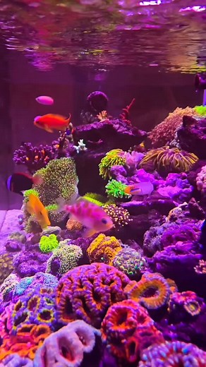 Nano Reefer on Reels