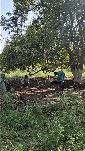 Hard Work on the Mango Farm. #shorts #agriculture #farming