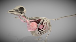 Pigeon anatomy - Buy Royalty Free 3D model by Ebers