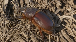 Dung Beetle Emerging from the Ground