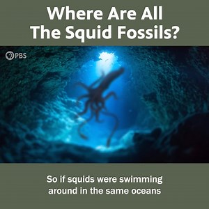 The Mysterious Story Of The Non-Existing Squid Fossils | Eons • PBS