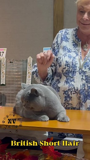 British Shorthair Cats: A Historical Overview and Fun Facts