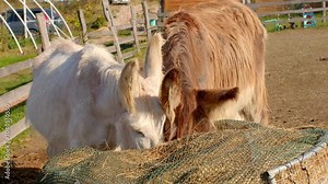 Take a moment to enjoy the serene scene of two friendly donkeys happily sharing feed in a sunny, rural setting