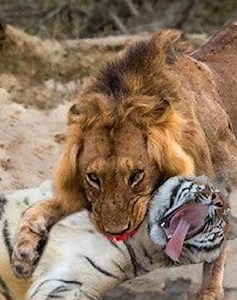 22 Incidents of Animals Aggressively Attacking Their Prey Caught on Camera 🐄vs🦆 | Animals World