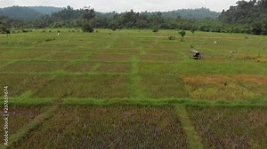 Drone flying low and frontward with camera tilting down above rice paddies on the remote Island of Simeulue, off the coast of North Sumatra in Indonesia.