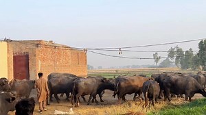 219K views · 9.1K reactions | Lo g aj machine ka tire blast ho gaya  | نقصان پہ نقصان ہو رہا ہے آج کا دن کیسا گزرا | Waqar Bhindar Dairy Farm | Facebook