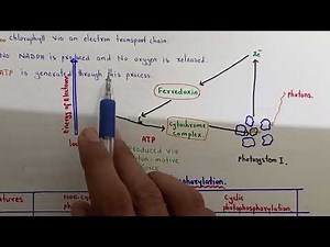Cyclic Photophosphorylation | Class 11 Biology | New Book 2025 PTB