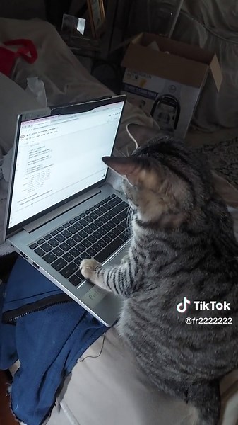 #kitten #cat #computer #working #play