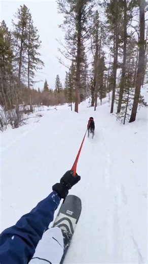 Dog Pulling Snowboarder Leads to Funny Snow Crash || ViralHog