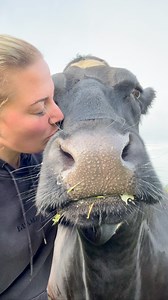 31K views · 4.2K reactions | The best part of any morning #minniemoo #petcow #follow #farming #farm #simonedawson #simone | Simone Dawson | Facebook