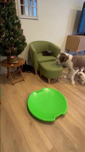 Puppy Paradise: Australian Mountain Doodle Pups Explore & Play!