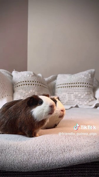 Funny Guinea Pigs Make You Smile with ASMR Sounds