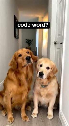 Viral Funny Animal Voice-Over Compilation