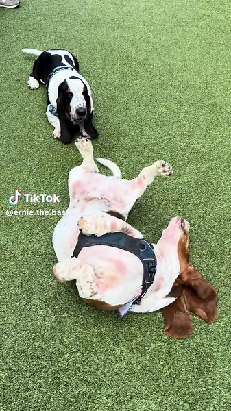 A little breakdance sesssion 🪩🕺 #bassethound #basset #dog #pet #animals