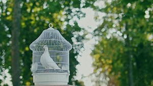 White dove walking around its cage