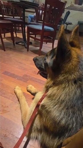 Kizer the German Shepherd — Home and Thriving After Residential Training