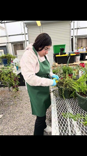 Cricely Arevalo SAE project. Greenhouse Management and Nursery Production
