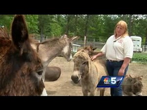 Donkeys up for adoption at North Country farm