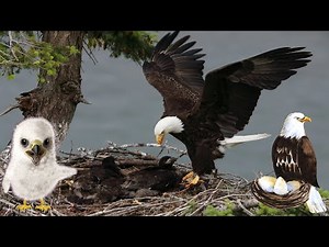 I Got A Baby Eaglet 🦅 - Eagle Hunting Journey‏ - Gameplay Part 2