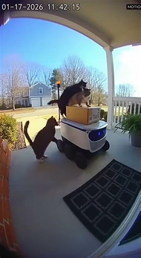 Cats Hijack the Delivery Robot