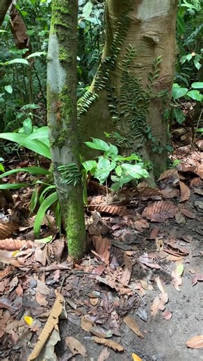 Now that’s what we call an elephant trunk! Meet the “Elephant Tree”...